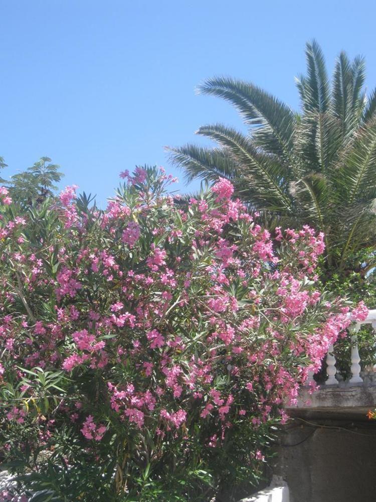 Porfyris Hotel Mandraki  Exterior photo